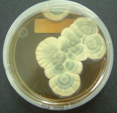 Natürliche Penicilline werden von Schimmelpilzen wie beispielsweise Penicillium chrysogenum gebildet © wikipedia.org