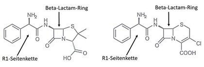 Abb. 1  Struktur von Ampicillin (links) und Cefaclor (rechts)