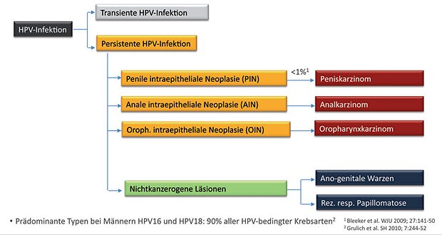 Abb. 1 Verlauf der HPV-Infektion bei Männern