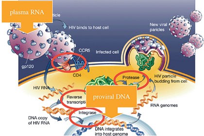 Abb. 2  Replikationszyklus mit viraler RNA in den freien Viruspartikeln und der proviralen DNA im Zellkern der infizierten Zelle und antiretrovirale Ziele von HIV3