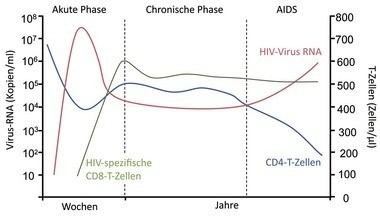 Abb. 1  Modell des natürlichen Verlaufs der HIV-Erkrankung  (nach Simon 20064). Die Viruslast nimmt in den ersten Wochen der akuten Phase der Infektion stark zu. Die CD4 T-Zellen nehmen durch die Infektion ab. Nach Einsetzen der CD8-Immunantwort, wird ein Peak in der Viruslast erreicht, sie sinkt und pendelt sich auf ein bestimmtes Niveau ein. Nach einer Latenzphase kommt es ohne Therapie zu AIDS und Tod.