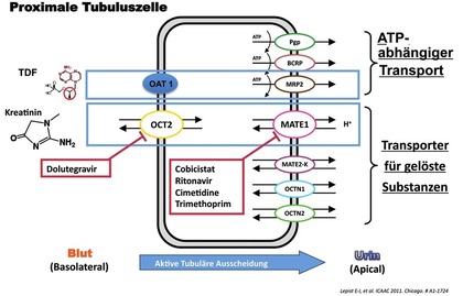 Abb. 3  Alternative Kreatininausscheidung über aktive tubuläre Ausscheidung