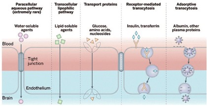 Abb. 2  Die endotheliale Blut-Hirn-Schranke