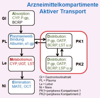 Abb. 3 Aktiver Transport (Transportersysteme)  in verschiedene Arzneimittelkompartimente