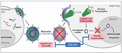 Abb. 4   Wirkmechanismus Capsid-Inhibitors GS-CA1