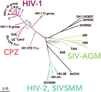 Abb. 2   Verwandschaftsbeziehungen zwischen  HIV-1, HIV-2 und anderen Primatenretroviren