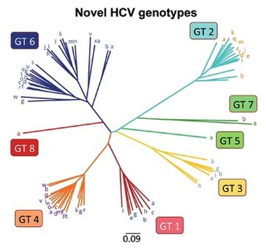 Abb. 1 HCV zeigt eine große genetische Diversität. Neu
      identifiziert: 19 Subtypen und GT8