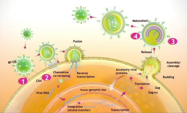 Abb. 1  Der HIV-Lebenszyklus und Angriffspunkte für die antiretrovirale Therapie (ART): so wirken neue HIV-Medikamente – Ansatzpunkte von Attachmentinhibitoren, z.B. Fostemsavir 1, weitere Entry-Inhibitoren, z.B. Idalizumab 2, Capsid- 3 und Maturations-Inhibitoren 4