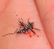 Abb. 1  Aedes albopictus nach einer missglückten Blutmahlzeit
