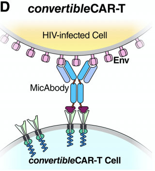 Bild: convertible CAR-T-Zellen (cCART) verfügen über eine Art Adapter mit der sie speziell modifizierte Antikörper binden und wie einen eigenen Rezeptor verwenden können.