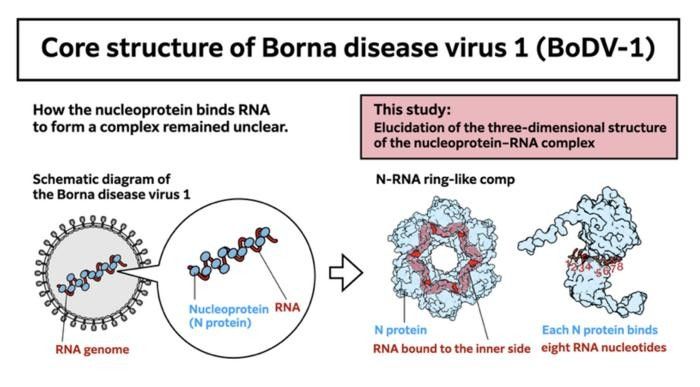 Core Structure of Borna disease virus 1