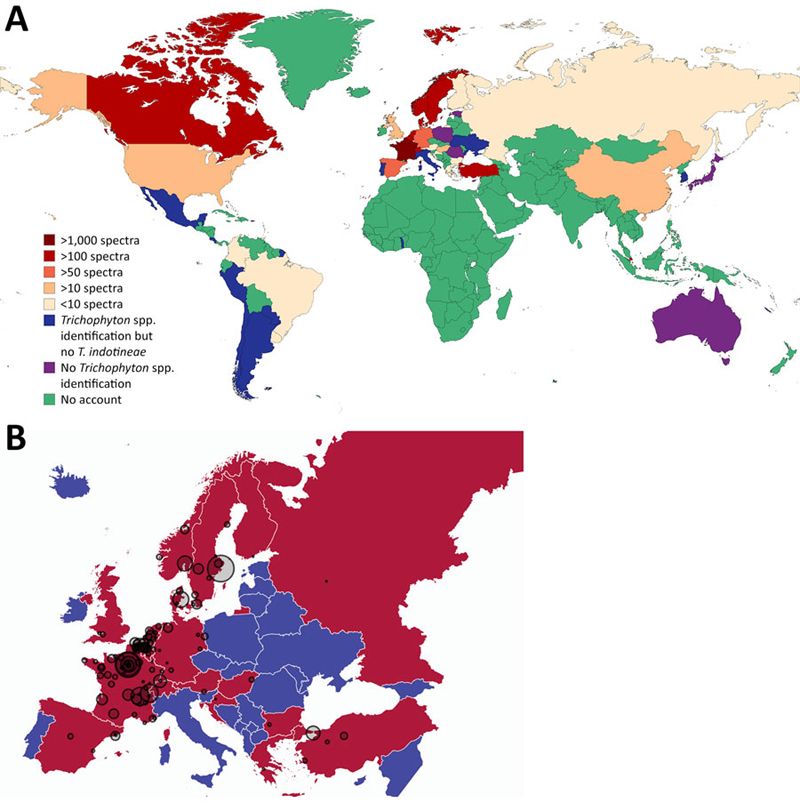 Geografische Verteilung der Spektren von Trichophyton indotineae
