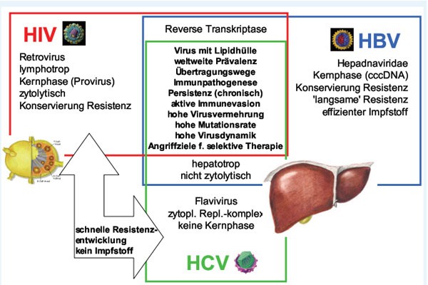 Zusammenfassung der Unterschiede und Gemeinsamkeiten der Erreger HBV, HCV und HIV 