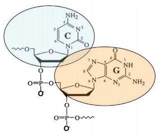 Abb. 1: Das CpG-Motiv besteht aus einem unmethylierten Cytosin-Guanosin-Dinukleotid, flankiert von zwei 5‘-Purinen und zwei 3‘-Pyrimidinen. Es findet sich 20x häufiger in bakterieller als eukaryontischer DNA