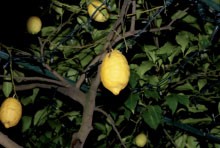 Das Land der Zitronen 
