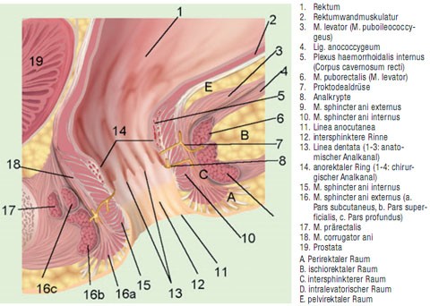 Abb. 1: Topographie des Analkanals