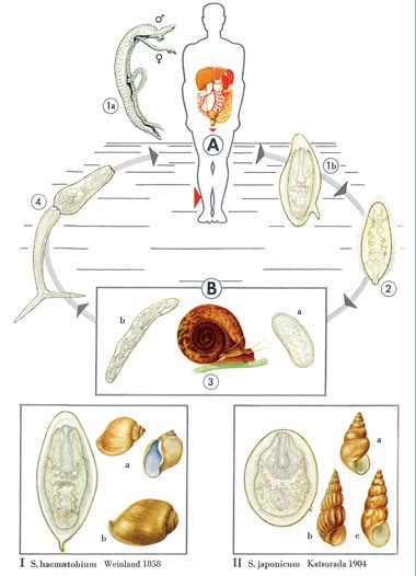Abb. 2a: Lebenszyklus der Schistosomen 