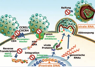 Abb. 1: Vermehrungszyklus des HI Virus. Die antiretroviralen Medikamente sind in rot markiert. Die Ziele für die Tropismusbestimmung sind in Orange gekennzeichnet.