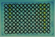 Abb. 5 Elisa-Platte 