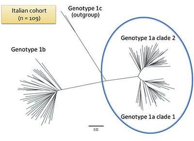 Abb. 2  HCV Genotyp 1a NS3-Sequenz zeigt zwei unterschiedliche Stämme. Nach Vicenti, JAC 2012