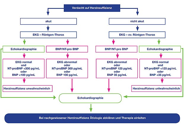 Abb. 1  Flussdiagramm Diagnostik bei Verdacht auf Herzinsuffizienz – Alternativen ‘Echokardiographie zuerst’ (blau) oder ‘Natriuretisches Peptid zuerst’ (rot).