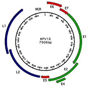Abb. 2 HPV16-Genom. Die HPV-Oncogene  E5, E6 und E7 sind rot dargestellt. L1 und L2  (blau) sind die Haupt- und Nebenkapsidprotein-Gene. NCR, nicht codierende Region.