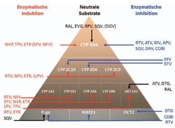 Abb. 2  Hinzu kommt, dass das Ausmaß des Effektes auf die betroffenen CYP von ARV zu ARV variiert. Letztlich ist die Konzentration am Enzym entscheidend, ob und in welchem Ausmaß ein Effekt (Hemmung oder Induktion) erreicht wird (siehe Abb. 3).