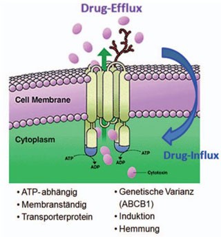 Abb. 4  Eine ARVs sind Substrate, andere wiederum Inhibitoren oder Induktoren von P-Glykoprotein