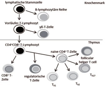 Abb. 2  Entwicklung der T-Lymphozyten. Die Vorläufer-T-Zelle entsteht im Knochenmark, wohingegen die weitere Entwicklung der T-Zellen im Thymus geschieht. Nach der Abspaltung der CD8 T-Zellen, differenzieren die CD4 T-Zellen in die verschiedenen Untergruppen aus.