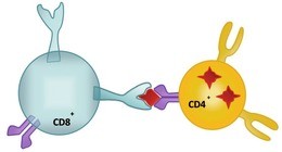 Abb. 3  Schematische Darstellung einer CD8 T-Zelle, die den Peptid-MHC-I-Komplex auf einer CD4 T-Zelle erkennt. Dies führt zur Zerstörung der infizierten CD4 T-Zelle.