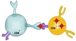 Abb. 3  Schematische Darstellung einer CD8 T-Zelle, die den Peptid-MHC-I-Komplex auf einer CD4 T-Zelle erkennt. Dies führt zur Zerstörung der infizierten CD4 T-Zelle.