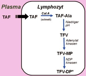 Abb. 1 Aktivierung von TAF zum aktiven  Metaboliten Tenofovir (TFV