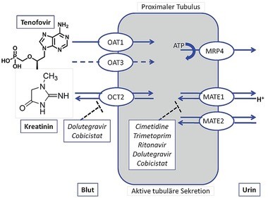 Abb. 5  Renale tubuläre Transporter, die mit TFV und COBI interagieren: TFV wird über die Anionentransporter OAT1 und 3 sowie MRP4 sekretiert. COBI hemmt die Kationentransporter OCT2 und MATE1 und somit die tubuläre Sekretion von Kreatinin, nicht jedoch TFV