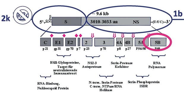 Abb. 3  Rekombinantes Hepatitis C Virus, Genotyp 2k/1b (Kalinina et al., J Virol 2002)