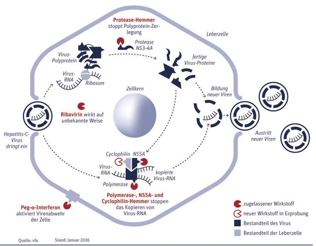 Abb. 1 Wirkprinzipien von Hepatitis-C-Medikamenten