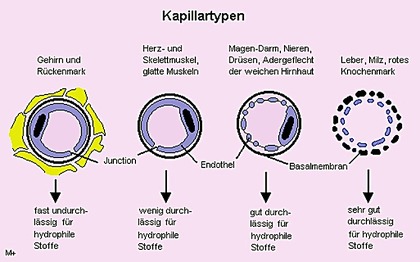 Abb. 1 Kapillartypen