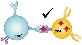 Abb. 1 Die Immunkontrolle in der HIV-Infektion funktioniert gut, wenn die CD8+  T-Lymphozyten das Antigen auf den CD4+ T-Lymphozyten erkennen 