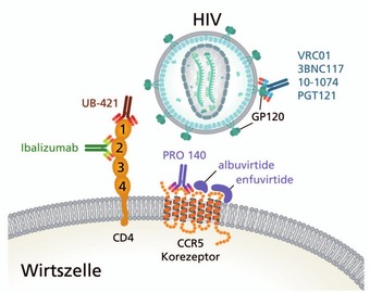 Abb. 3   Wirkansatz der Antikörper Ibalizumab, UB-421 und Pro 140,  zu denen auf der diesjährigen CROI klinische Daten vorgestellt wurden