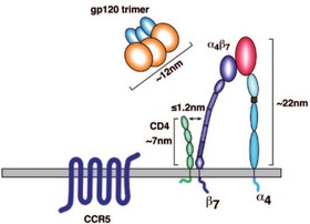 Abb. 1  Der Darm-Homing-Rezeptor α4β7 Integrin ist ein HIV-Korezeptor in räumlicher Nähe zum HIV Hauptrezeptor CD4 und vermittelt vermutlich in vivo die Bindung von HIV an die Zielzelle