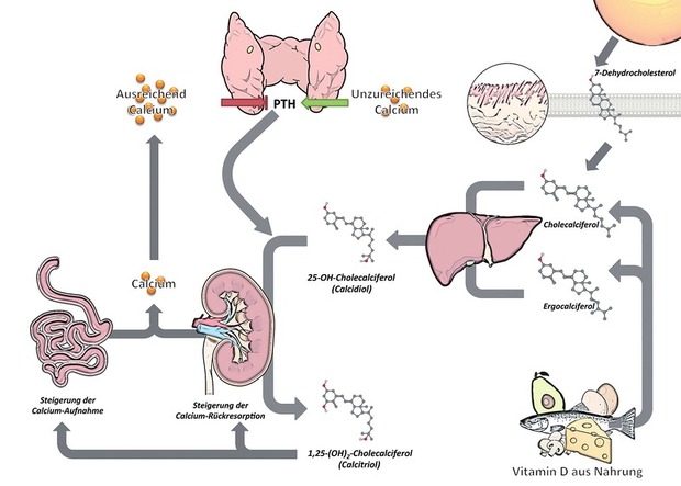 Stark vereinfachte Übersicht der Vitamin D-Aufnahme, -Synthese, -Regulation und -Wirkung