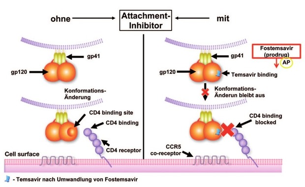 Abb. 2  Wirkungsmechanismus und -ort von Attachment-Inhibitoren (z.B. Fostemsavir)