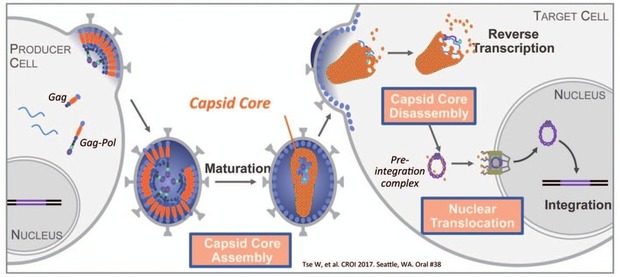 Abb. 3  Neuer potenter HIV-Kapsid-Inhibitor (GS-CA1) mit Potenzial als „Long-acting”