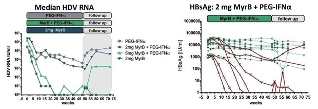 Abb. 3  HBV/HDV-Koinfektion: Myrcludex B mit/ohne PEG-interferon α 2a. Ergebnisse der Phase-2-Studie MYR203