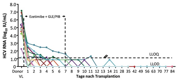 Abb. 3  Eezetimib plus Glecarevir/Pibrentasvir bei Transplantation HCV-positiver Organe. Virusverlauf bei HCV-negativen Empfängern