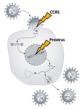 Abb 2HIV Zielstrukturen zur Genom Editierung. Aktuelle antivirale Genom Editierungs-Ansätze fokussieren sich entweder auf die Inaktivierung des CCR5 Korezeptor-Gens oder auf die Exzision des HIV Provirus bzw. der chromosomal integrierten Virusgene. CCR5 Inaktivierung verhindert die Neuinfek-tion der entsprechend genetisch modifi-zierten Zelle mit HIV-1. Die Provirus Exzision befreit infizierte Zellen von HIV-1.