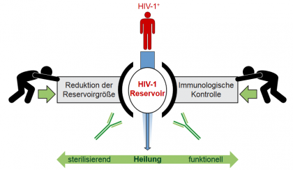  Abb 1  Ansätze zur Antikörper-vermittelten Kontrolle der HIV-1-Infektion. Das Reservoir latent infizierter Zellen stellt die entscheidende Hürde für die Heilung der HIV-1-Infektion dar. Aufgrund ihrer Fähigkeit zur Interaktion mit dem Immunsystem können bnAbs wichtige Beiträge auf dem Weg zu diesem Ziel leisten. Hierzu können die effektive Reduktion des HIV-1-Reservoirs, z.B. im Rahmen von „shock-and-kill“-Ansätzen, und die Steigerung einer z.B. T-Zell-vermittelten immunologischen Kontrolle von HIV-1 zählen.