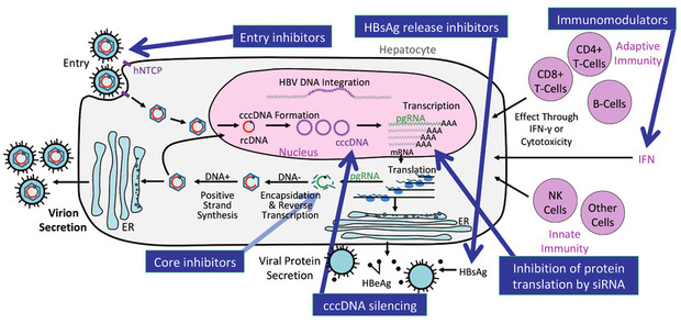 Abb 3  Wirkmechanismen neuer Hepatitis B-Medikamente