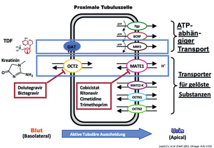 Abb 3 Alternative Kreatininausscheidung über aktive tubuläre Ausscheidung