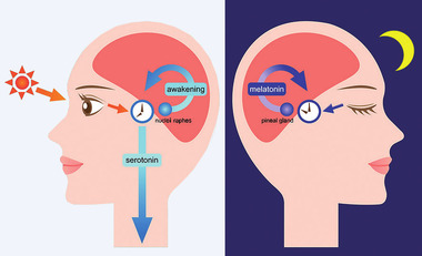 Abb. 2 Melatonin und Schlaf