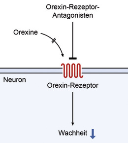 Abb. 3 Orexin und Schlaf